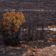 A stand of alpine trees was scorched by a bushfire in Tasmania’s Wilderness World Heritage Are, via Dan Broun